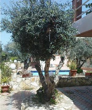 Nea Kydonia Suites & Studios Daratsos Eksteriør bilde